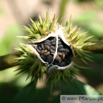 Datura stramonium Stechapfel Thorn Apple 9.jpg