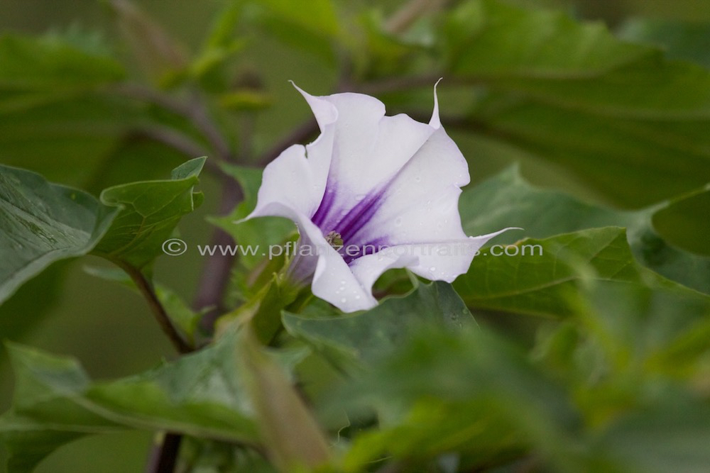 Datura stramonium Stechapfel Thorn Apple.jpg