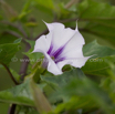 Datura stramonium Stechapfel Thorn Apple.jpg