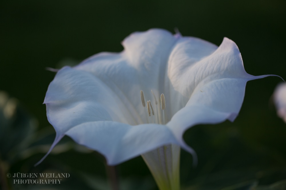 Datura wrightii Sacred Datura 3.jpg