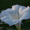 Datura wrightii Sacred Datura 3.jpg