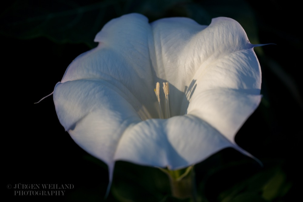 Datura wrightii Sacred Datura.jpg