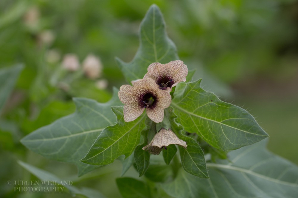 Hyoscyamus niger Schwarzes Bilsenkraut Henbane.jpg