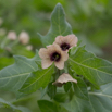 Hyoscyamus niger Schwarzes Bilsenkraut Henbane.jpg