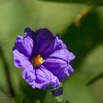 Lycianthes rantonnetii Kartoffelbaum Blue Potato Bush.jpg