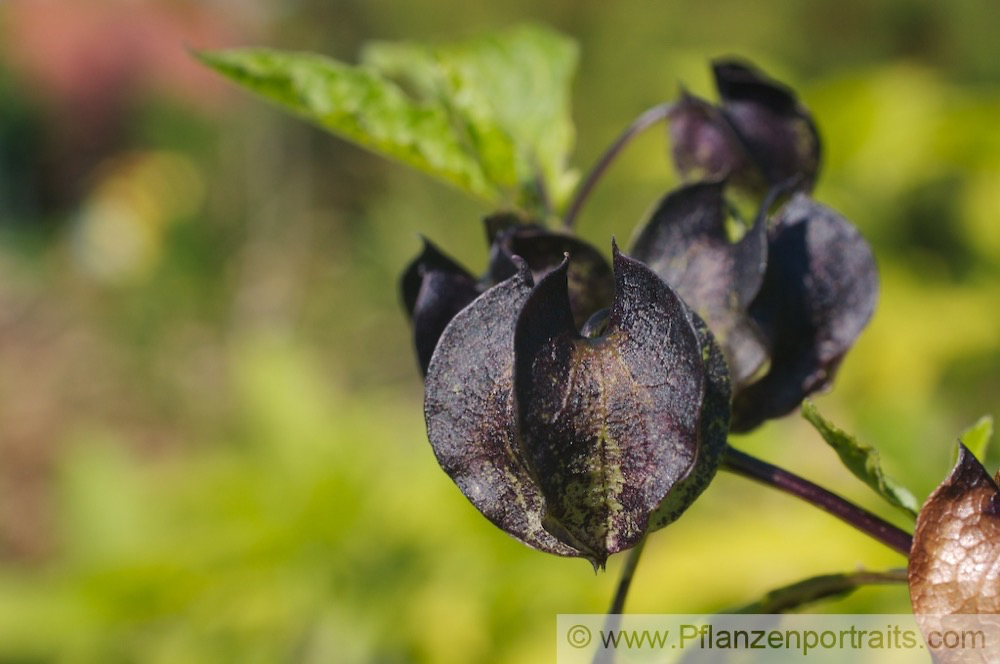 Nicandra physalodes Giftbeere Apple of Peru 2.jpg