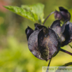 Nicandra physalodes Giftbeere Apple of Peru 2.jpg