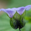 Nicandra physalodes Giftbeere Apple of Peru 3.jpg