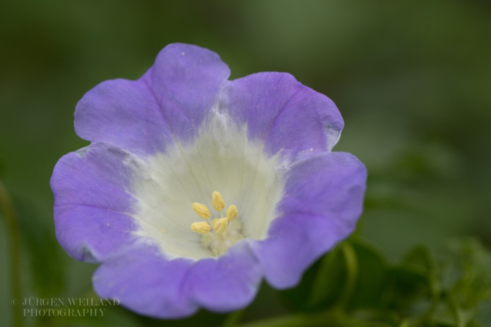 Nicandra physalodes Giftbeere Apple of Peru 4.jpg