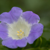 Nicandra physalodes Giftbeere Apple of Peru 4.jpg