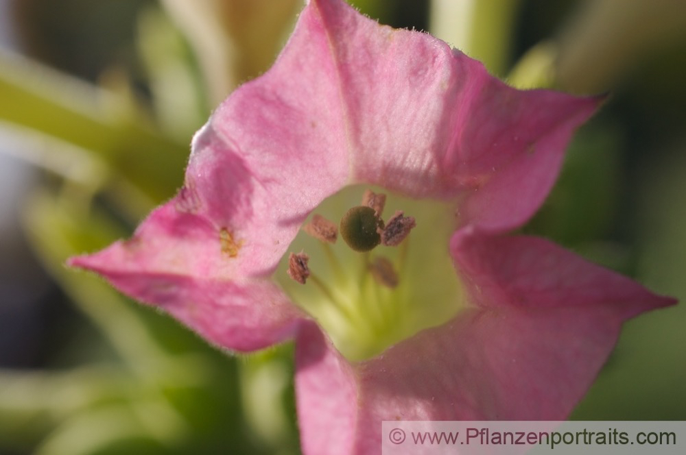 Nicotiana tabacum var havanensis Tabak Tobacco 2.jpg