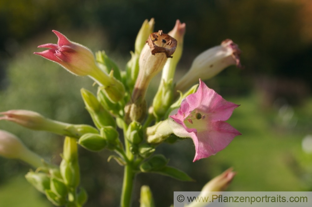 Nicotiana tabacum var havanensis Tabak Tobacco 3.jpg