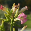 Nicotiana tabacum var havanensis Tabak Tobacco 3.jpg