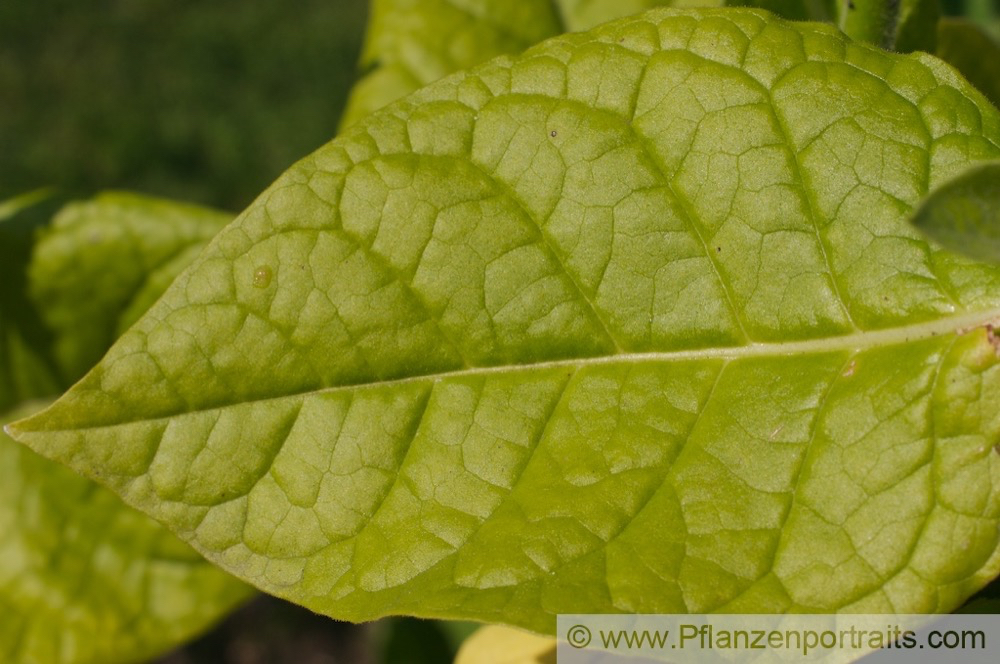 Nicotiana tabacum var havanensis Tabak Tobacco.jpg