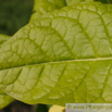 Nicotiana tabacum var havanensis Tabak Tobacco.jpg