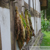 Nicotiana tabacum Virginischer Tabak Tobacco.jpg