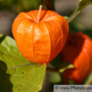 Physalis alkekengi Wilde Blasenkirche Strawberry Tomato.jpg