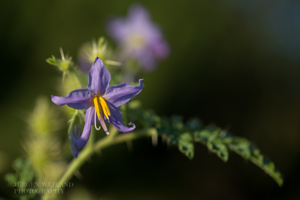 Solanum citrullifolium Melonenartiger Nachtschatten Watermelon Nightshade.jpg