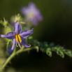 Solanum citrullifolium Melonenartiger Nachtschatten Watermelon Nightshade.jpg