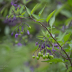 Solanum dulcamara Bittersüsser Nachtschatten Woody Nightshade 2.jpg