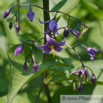 Solanum dulcamara Bittersüsser Nachtschatten Woody Nightshade 4.jpg