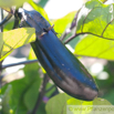 Solanum melongena Aubergine Eggplant.jpg