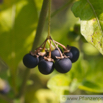 Solanum nigrum Schwarzer Nachtschatten Black Nightshade 2.jpg