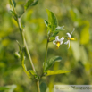 Solanum nigrum Schwarzer Nachtschatten Black Nightshade.jpg