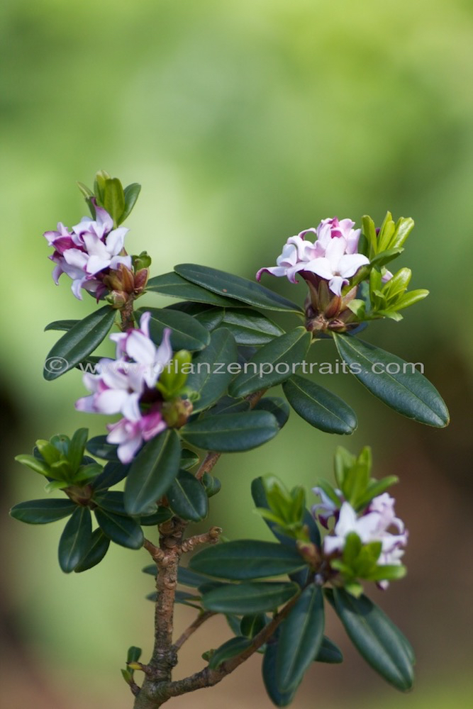 Daphne acutiloba.jpg