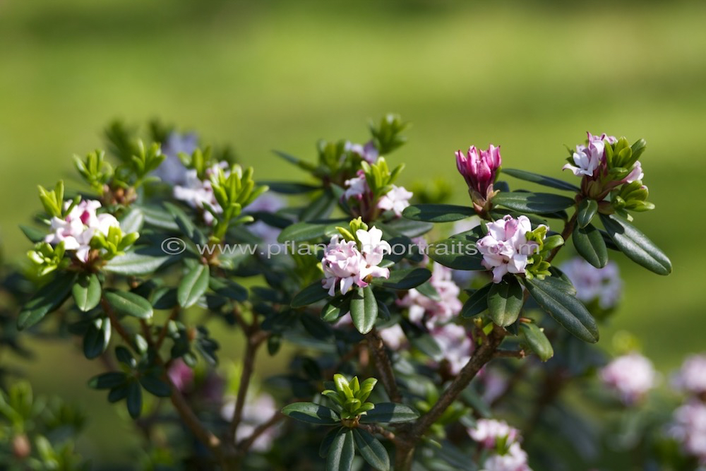 Daphne acutiloba_1.jpg