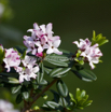 Daphne acutiloba_2.jpg