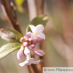 Daphne bholua Himalalya Seidelbast Himalayan Daphne 3.jpg