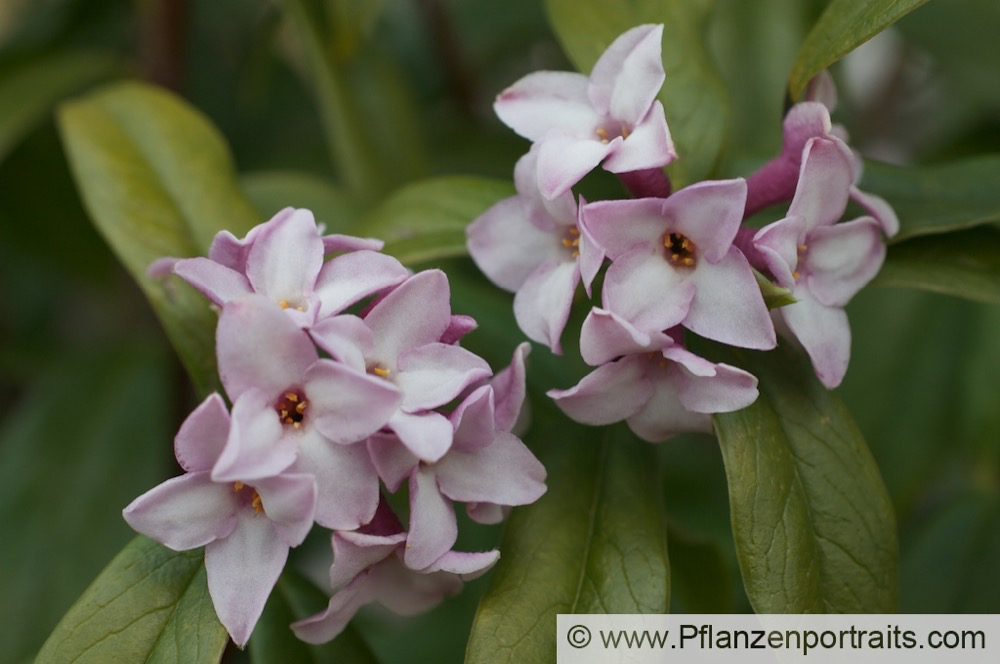 Daphne bholua Himalalya Seidelbast Himalayan Daphne.jpg