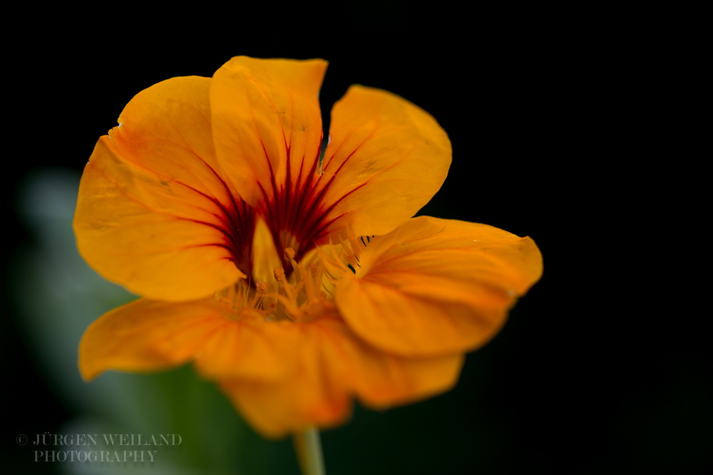 Tropaeolum majus Kapuzinerkresse Garden nasturtium-2.jpg