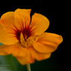 Tropaeolum majus Kapuzinerkresse Garden nasturtium-2.jpg