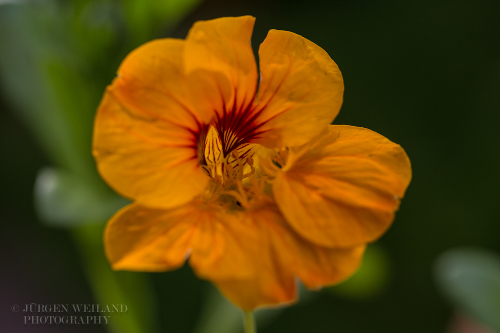 Tropaeolum majus Kapuzinerkresse Garden nasturtium-3.jpg