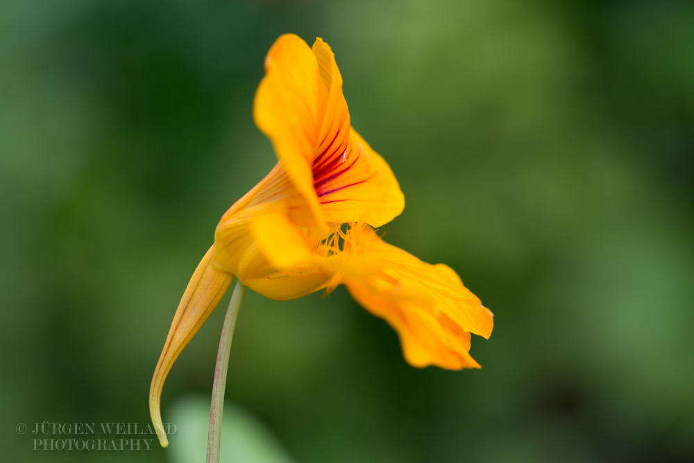 Tropaeolum majus Kapuzinerkresse Garden nasturtium-4.jpg