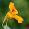 Tropaeolum majus Kapuzinerkresse Garden nasturtium-4.jpg