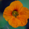 Tropaeolum majus Kapuzinerkresse Garden nasturtium-5.jpg