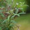 Aloysia triphylla Zitronen-Verbene Lemon Verbena.jpg