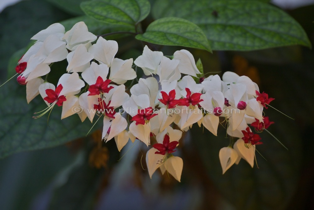 Clerodendron thomsoniae Kletternder Losstrauch Bleeding Heart Vine.jpg