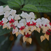 Clerodendron thomsoniae Kletternder Losstrauch Bleeding Heart Vine.jpg