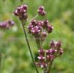 Verbena bonariensis Tall Verbena 2.jpg