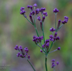 Verbena bonariensis Tall Verbena.jpg