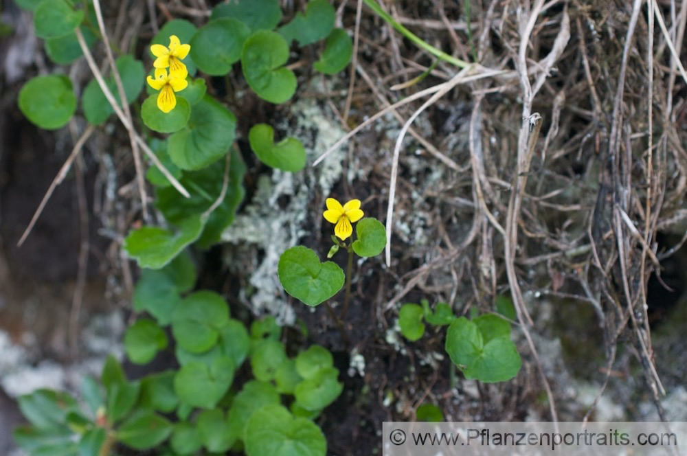 Viola biflora Zweibluetiges Veilchen Yellow Wood Violet 2.jpg