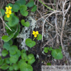 Viola biflora Zweibluetiges Veilchen Yellow Wood Violet 2.jpg