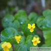 Viola biflora Zweibluetiges Veilchen Yellow Wood Violet 3.jpg