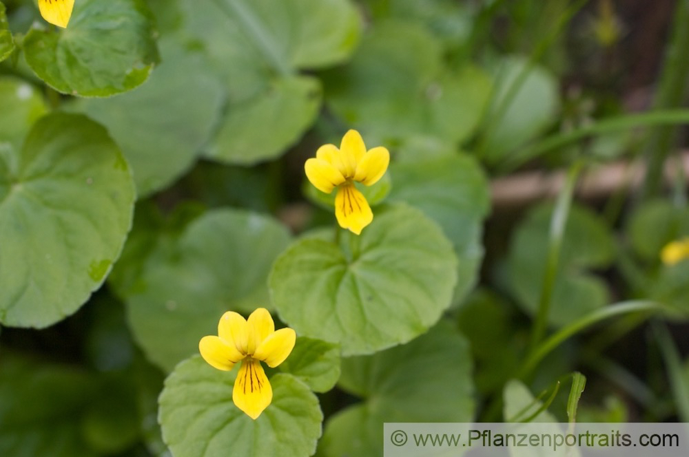 Viola biflora Zweibluetiges Veilchen Yellow Wood Violet.jpg