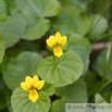 Viola biflora Zweibluetiges Veilchen Yellow Wood Violet.jpg