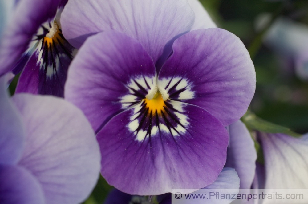 Viola cornuta Gehoerntes Veilchen Horned Pansy 2.jpg